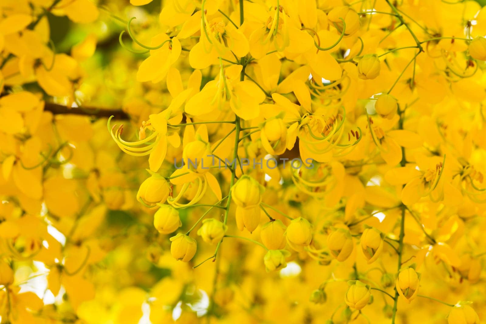Indian gold rain,close-up of Cassia fistula with yellow flowers