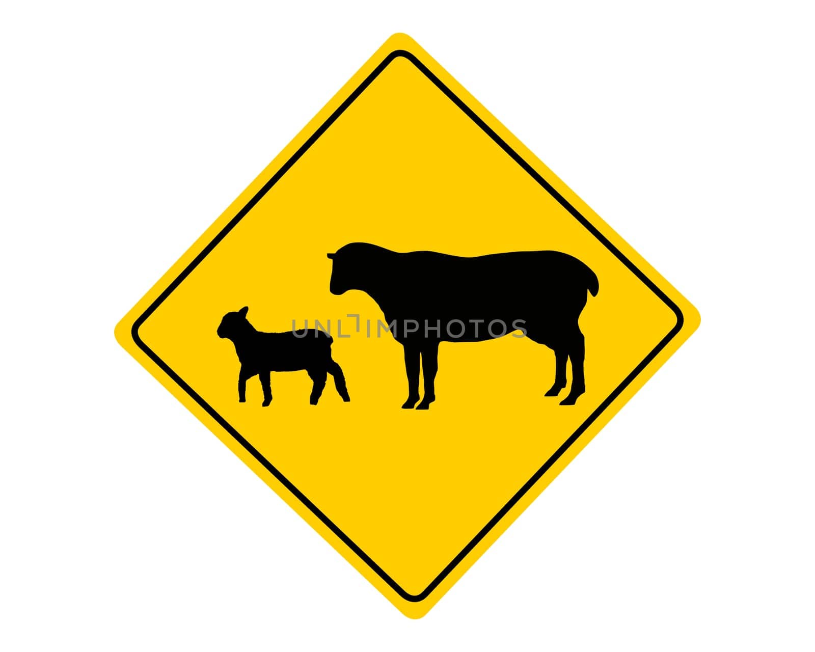 Attention flocks of sheep