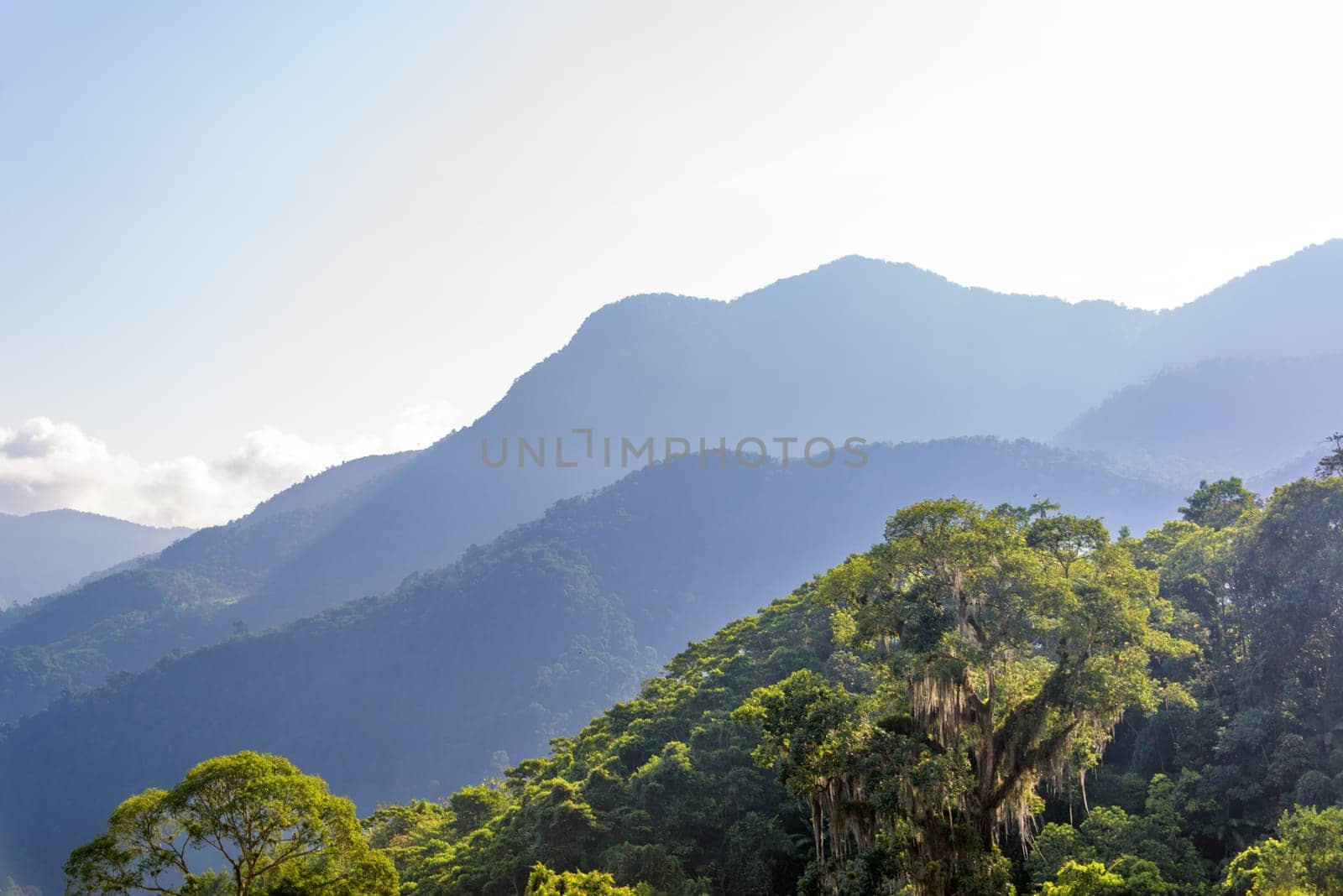 View of a jungle with hills in the background in the Sierra Nevada de Santa Marta in Colombia