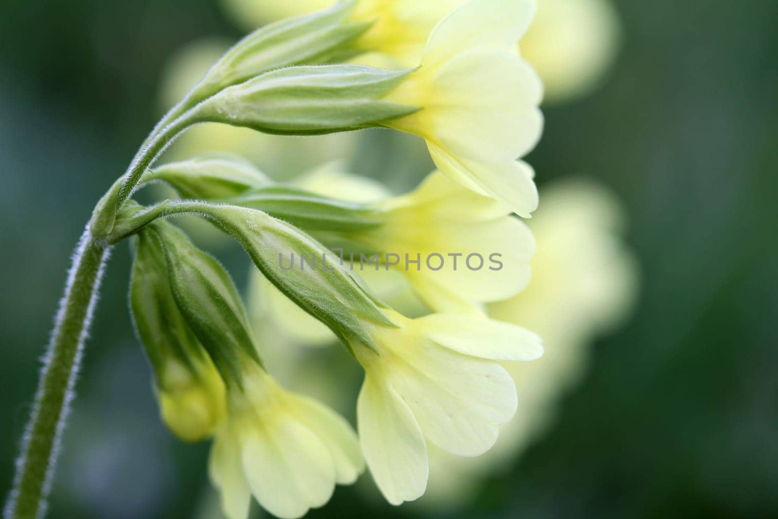 Yellow key flower
