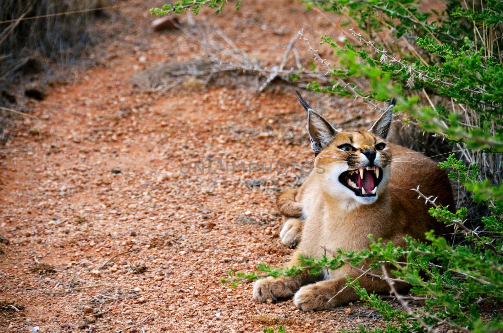 Caracal cat by bah69