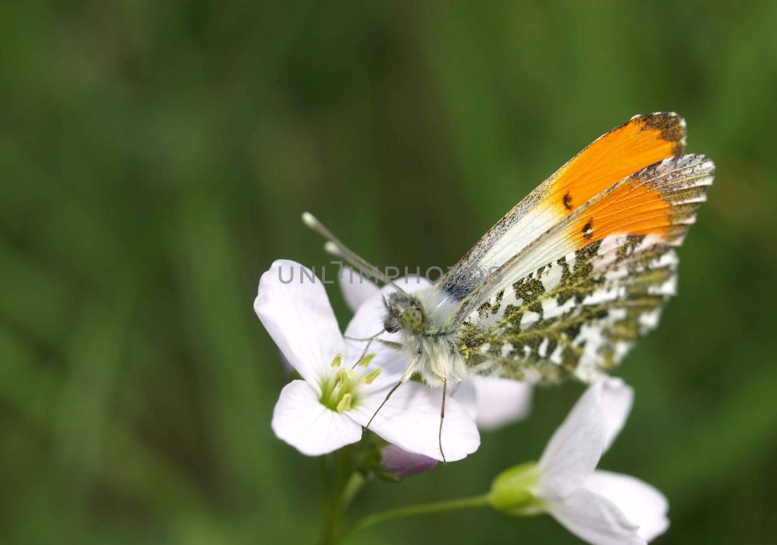 Aurora butterfly