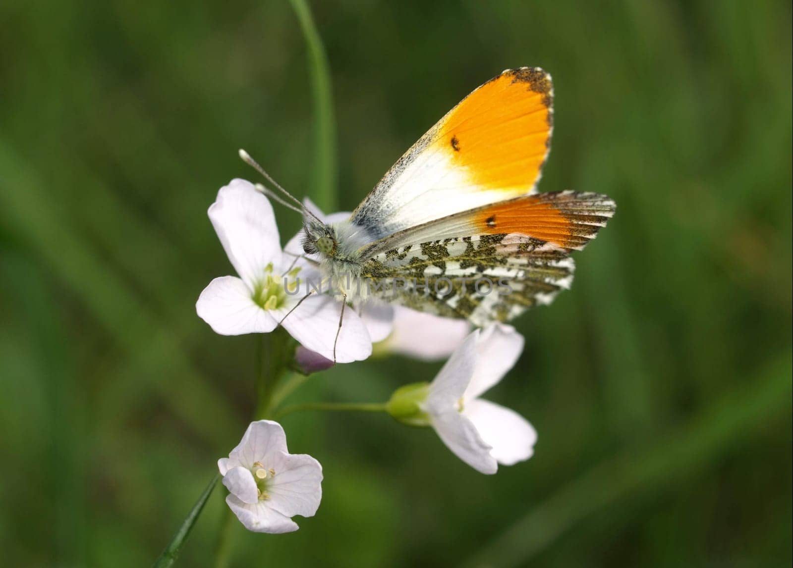 Aurora butterfly