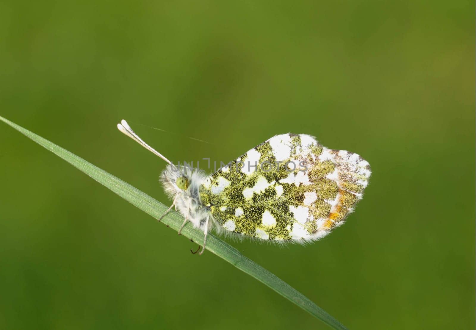 Aurora butterfly