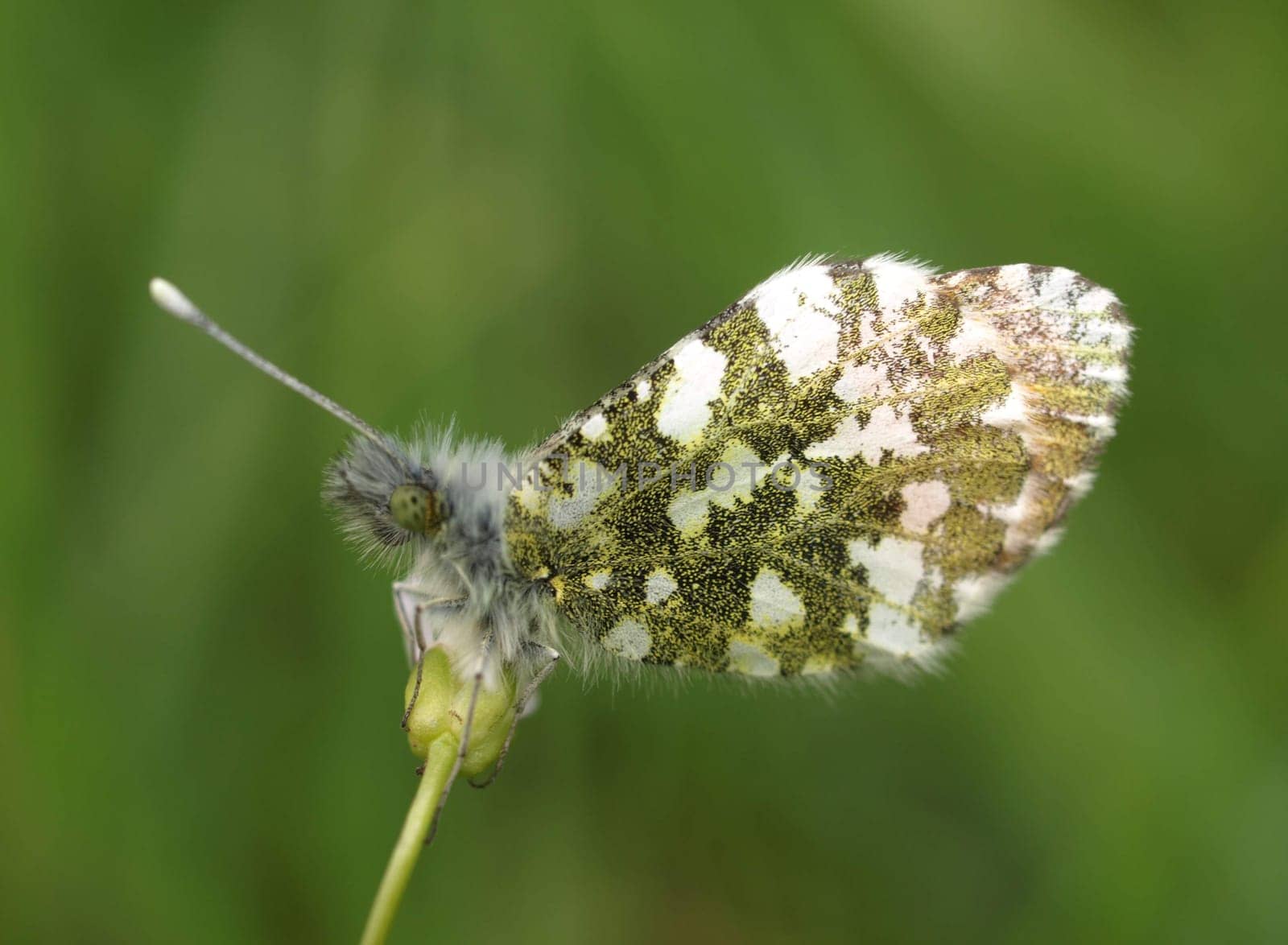 Aurora butterfly