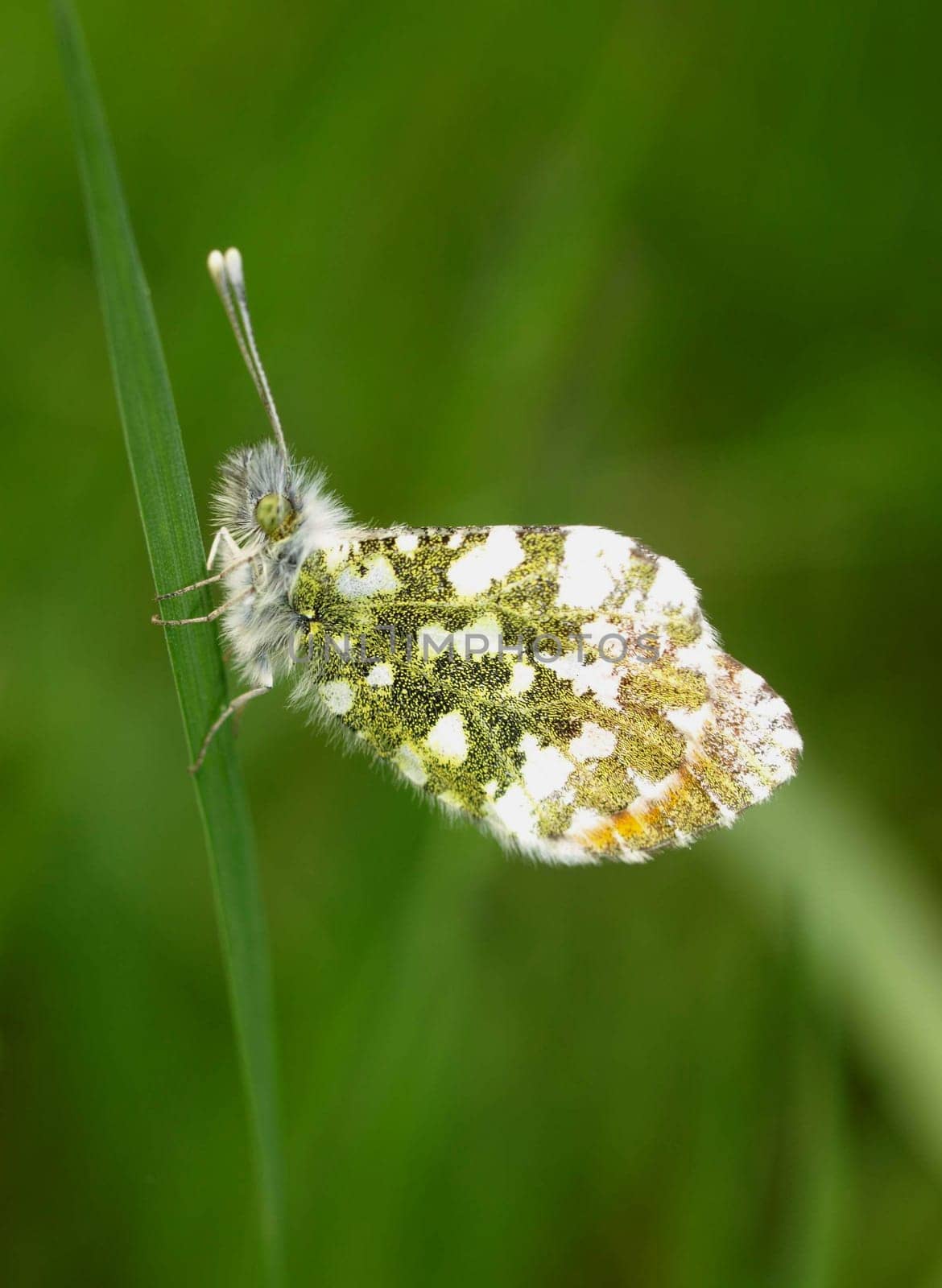 Aurora butterfly