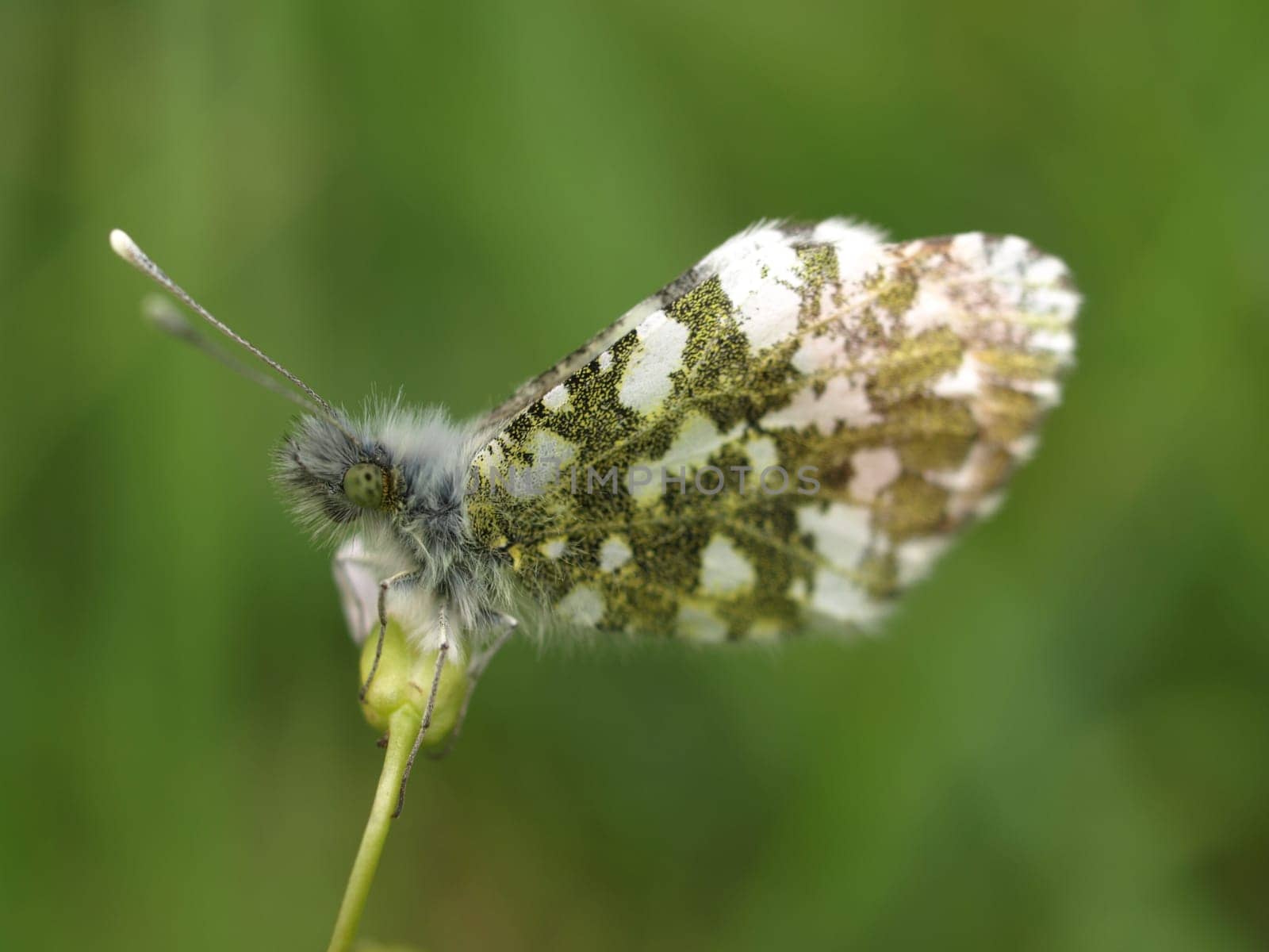 Aurora butterfly