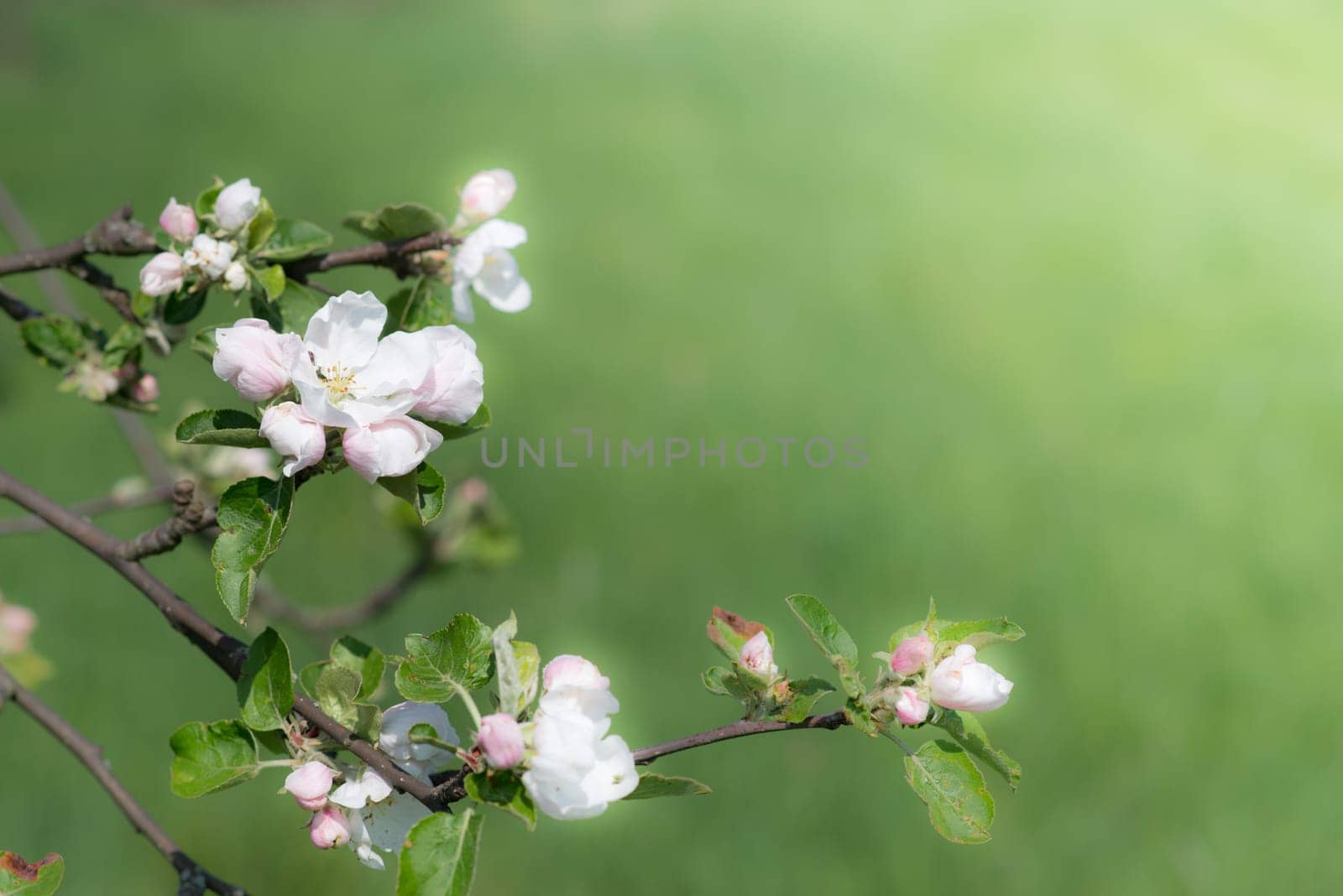 Apple tree blossoms