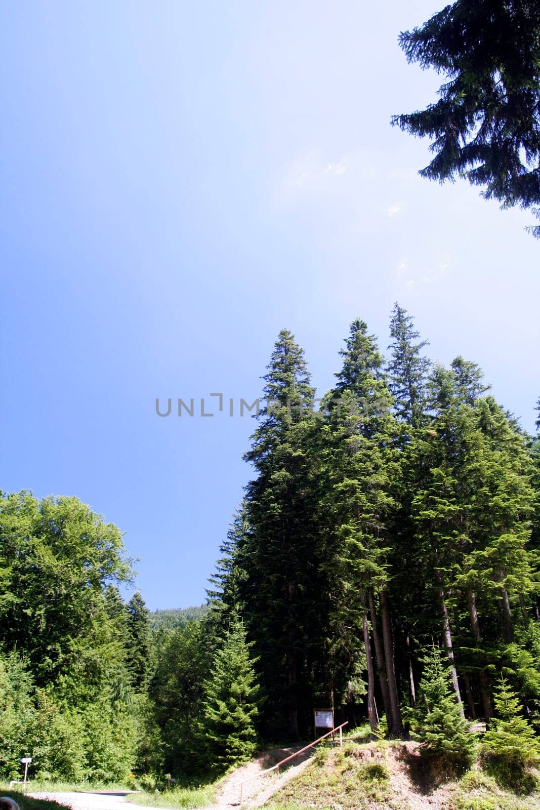Mountains with green forest landscape.
