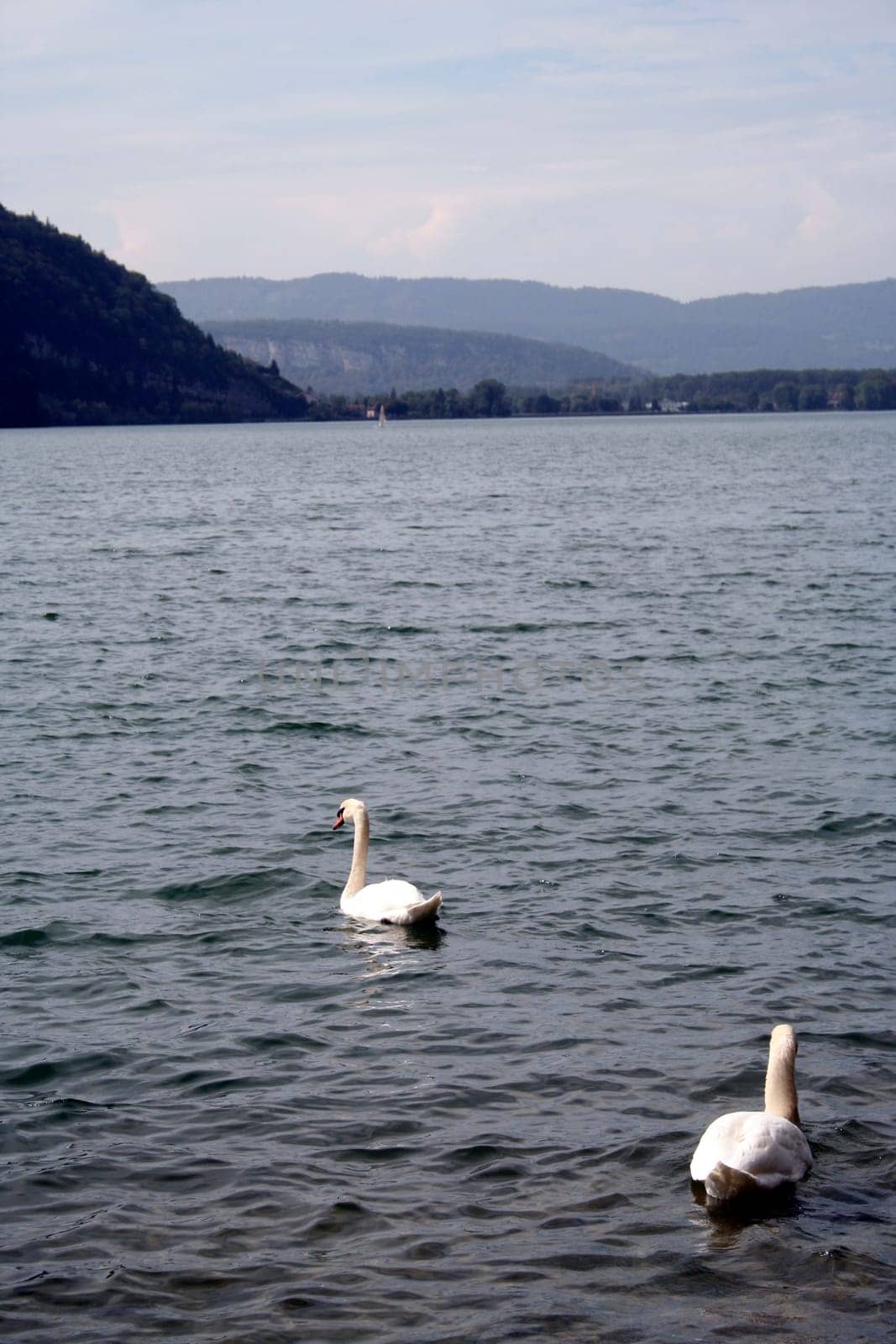 Beautiful  swan floating on water