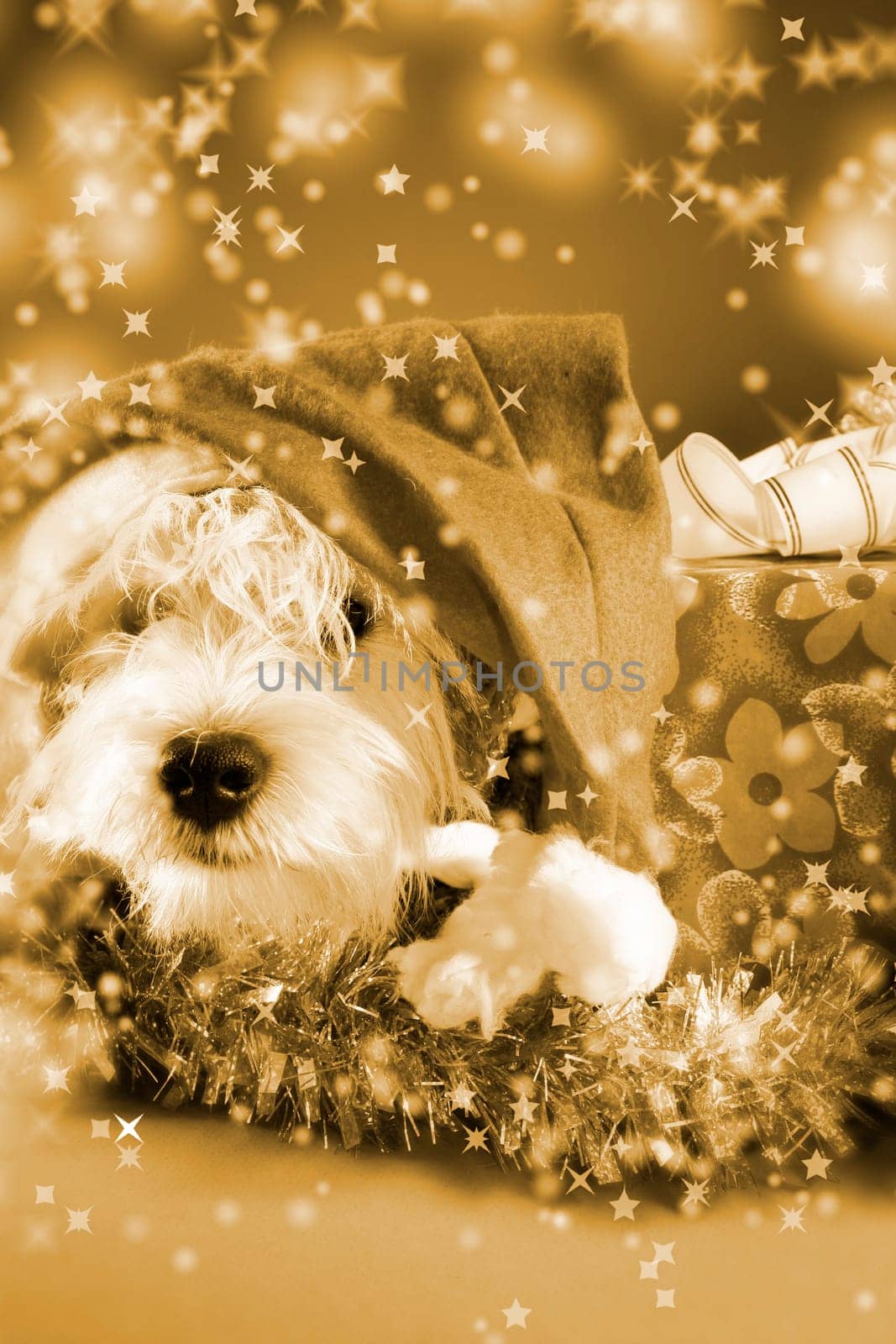 Cute white puppy with present and snowflakes.