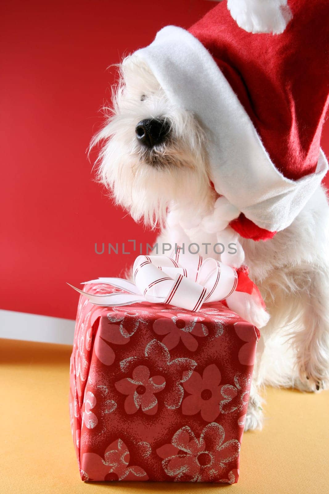 White puppy dressed in santa claus costume.