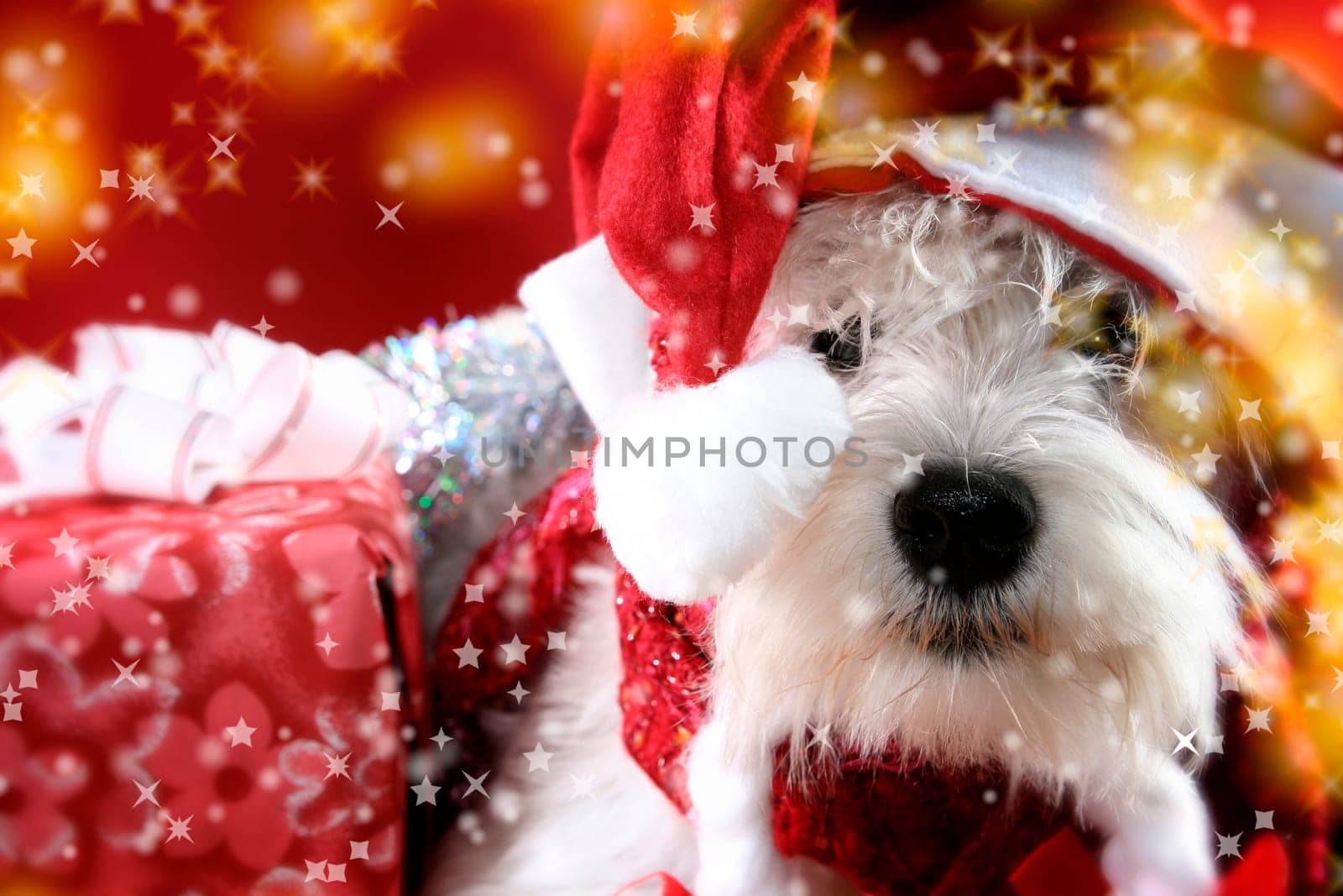 Cute white puppy with present and snowflakes.