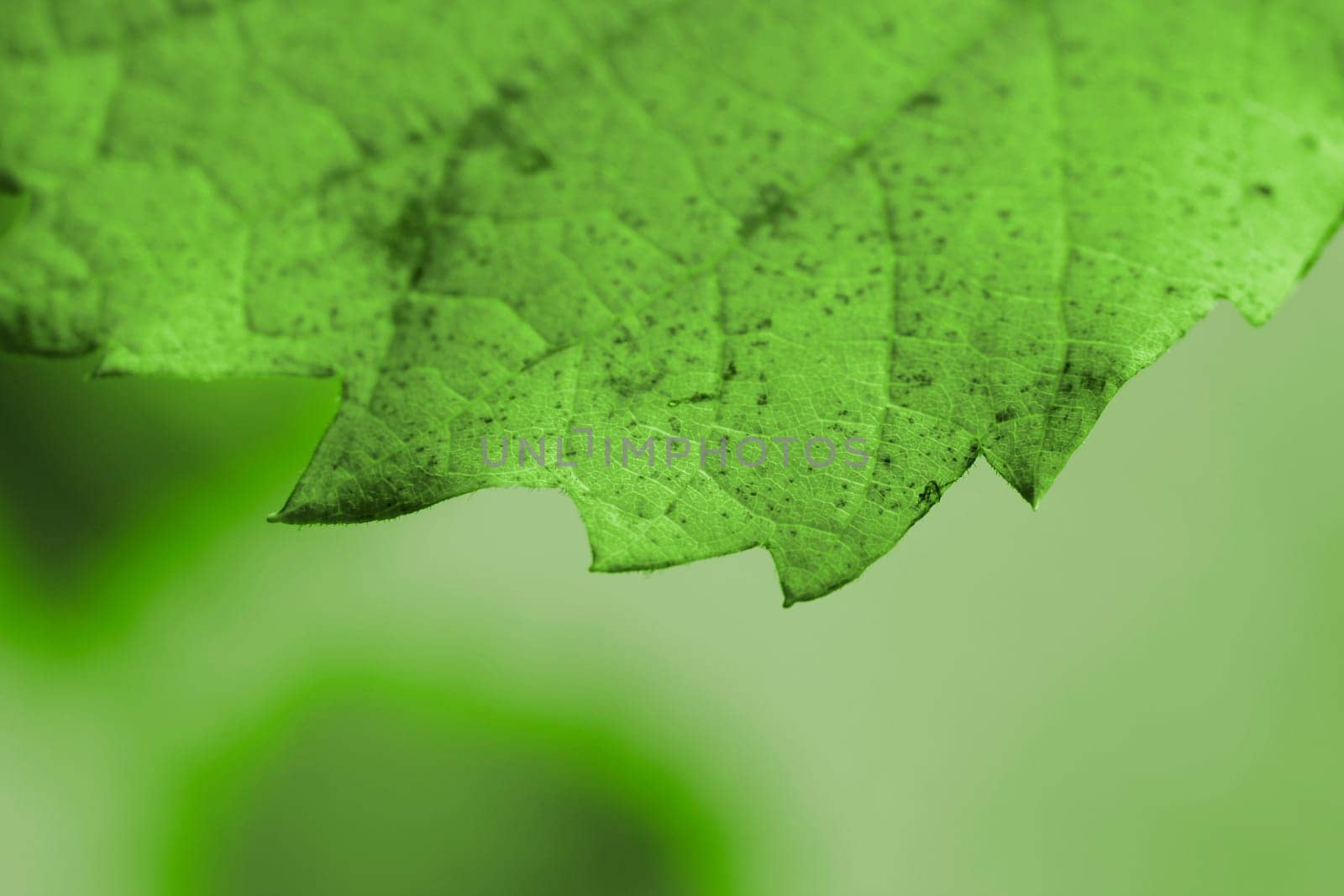 Beautiful background leaves. Close-up photo. Great details.