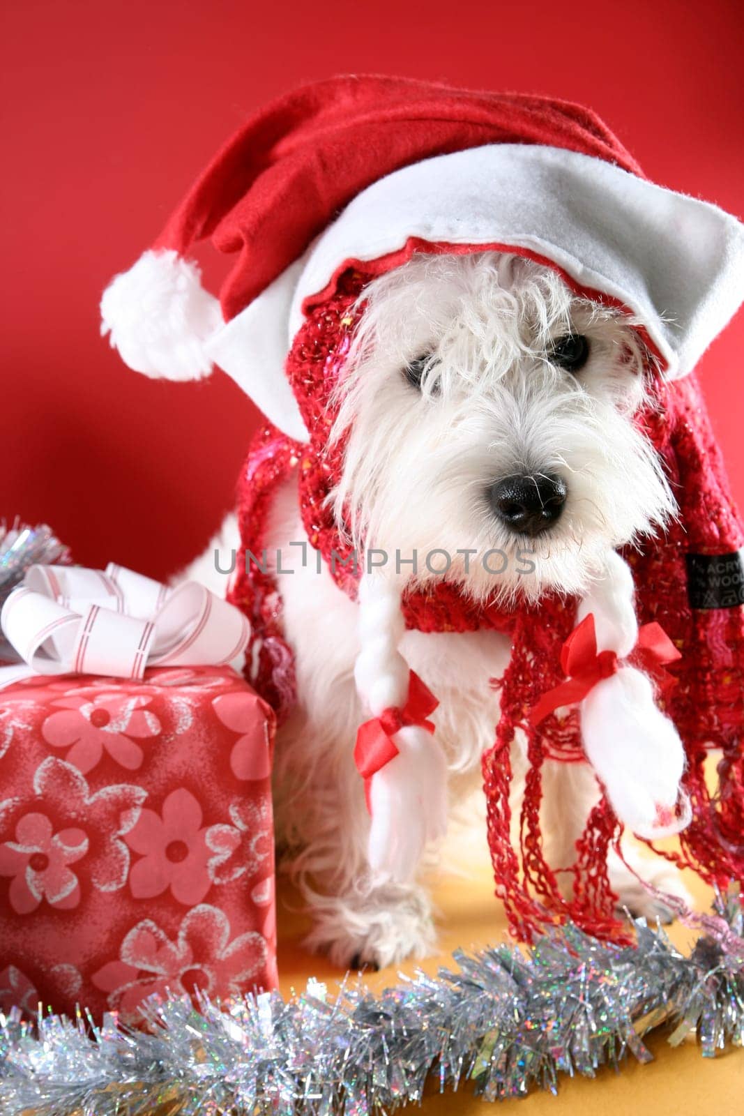 Cute white puppy with present and snowflakes.