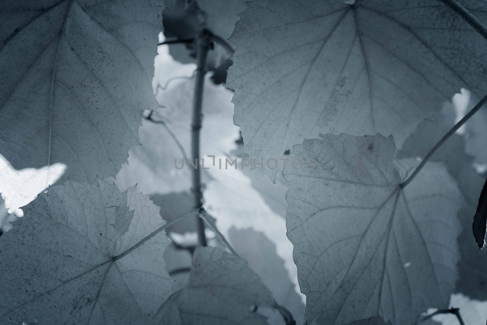 Beautiful background leaves. Close-up photo. Great details.