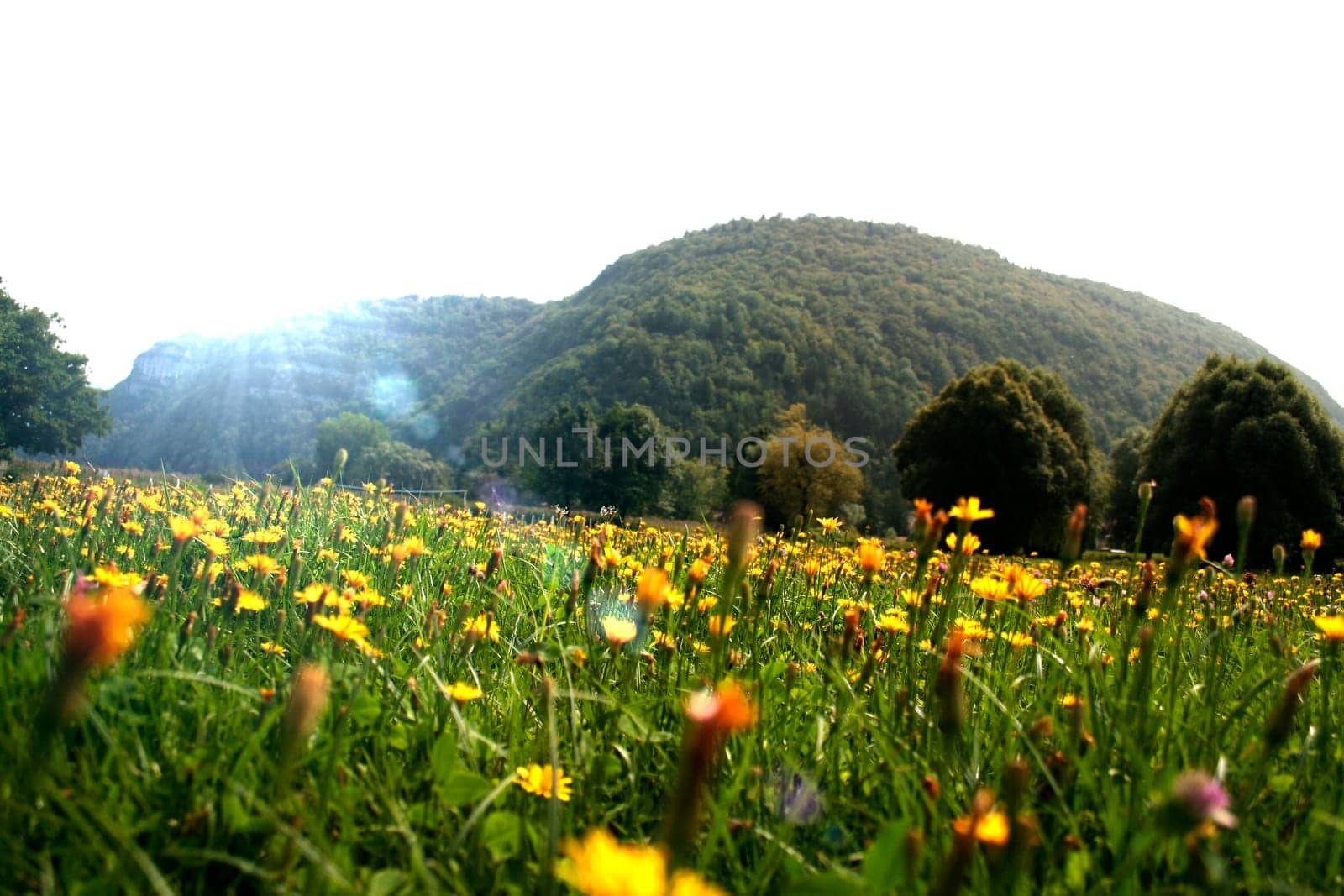 Nature landscape with yellow flowers field and mountains
