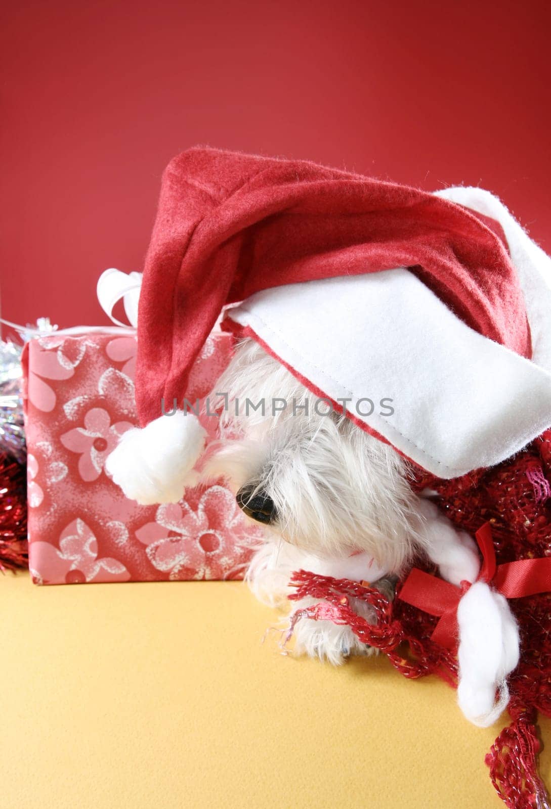 White puppy dressed in santa claus costume.