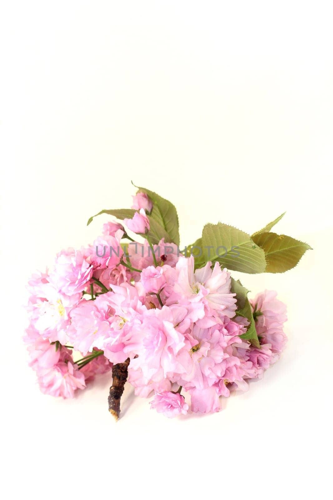Flowers of a Japanese cherry against a white background