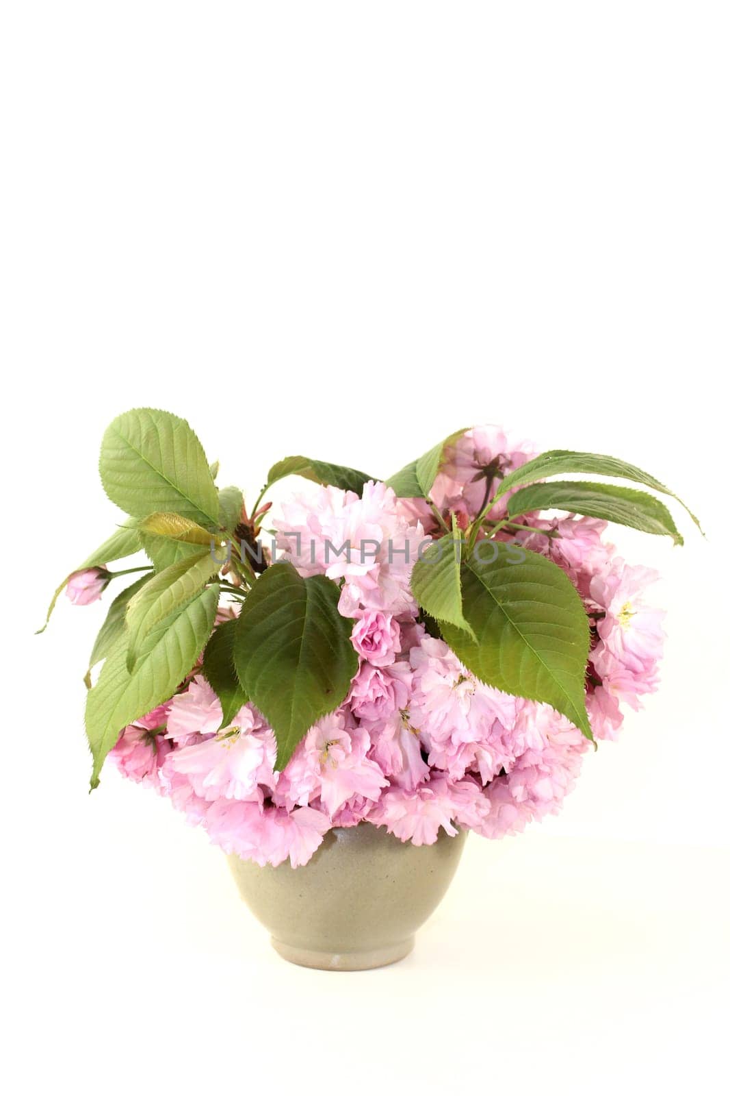 Flowers of a Japanese cherry against a white background