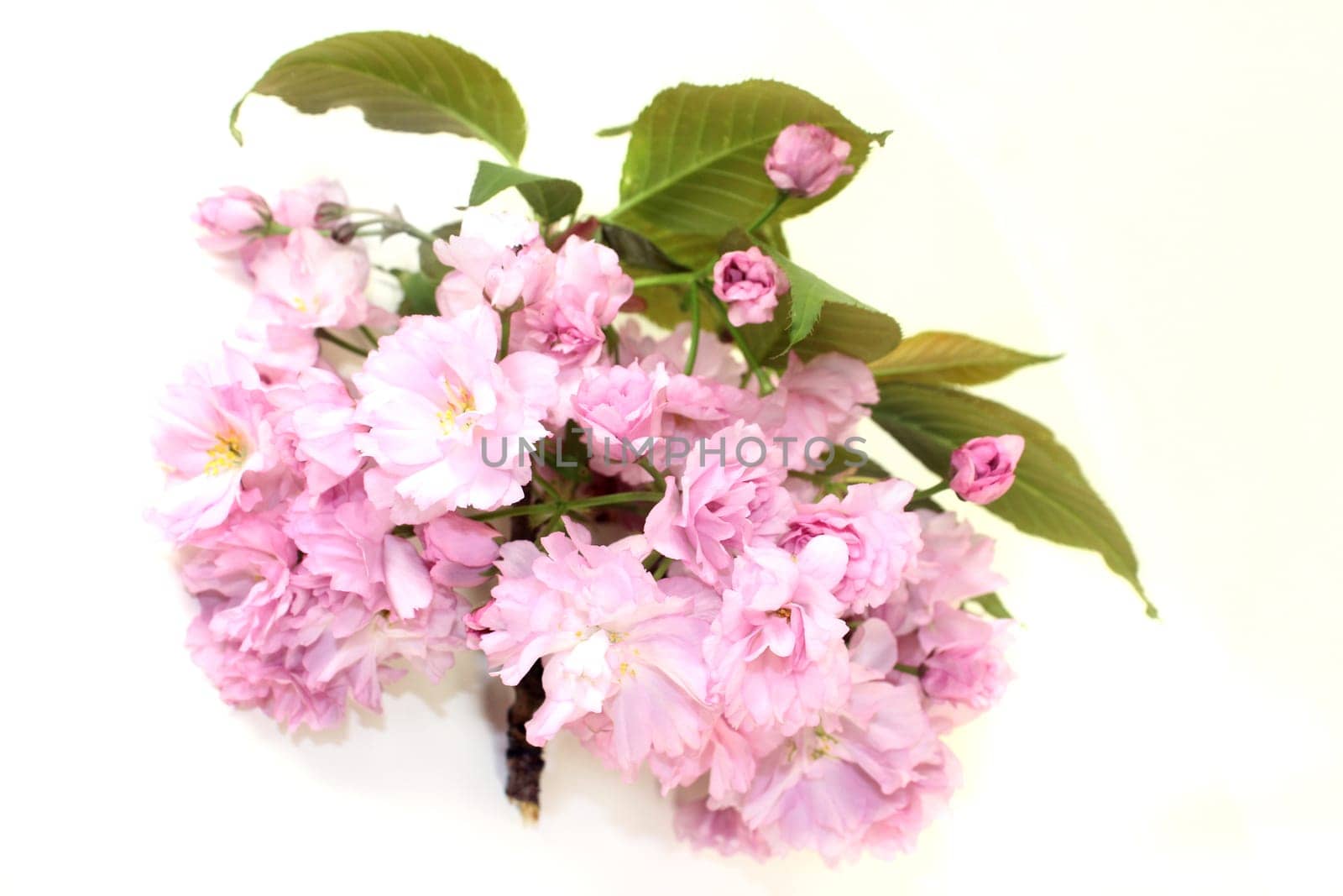 Flowers of a Japanese cherry against a white background
