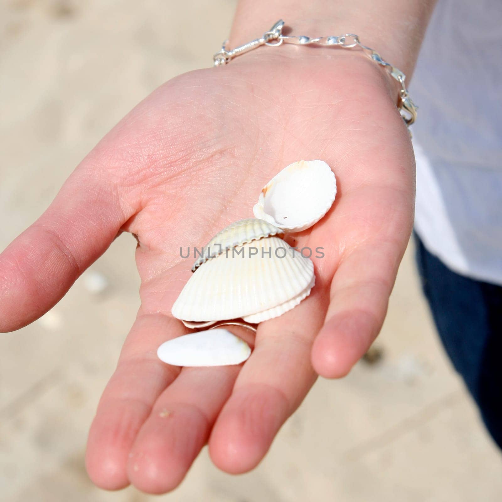 Scallop in a woman hands.