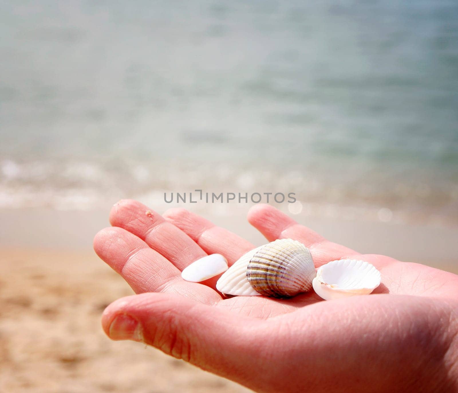 Scallop in a woman hands.