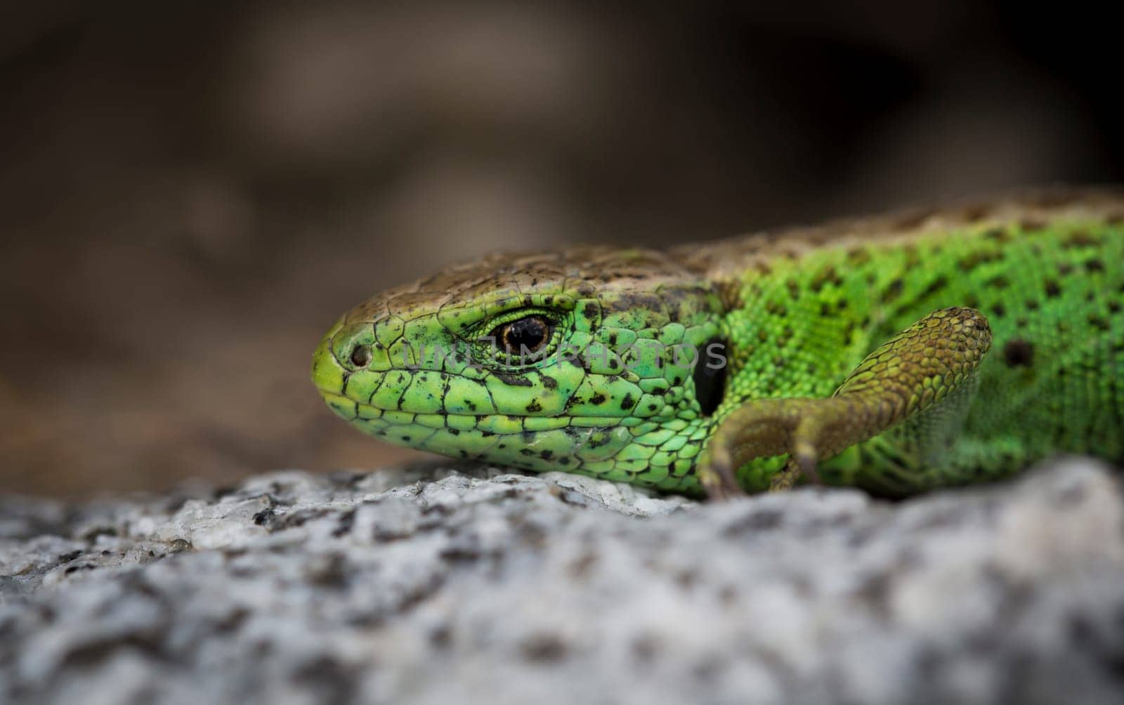 Lizard