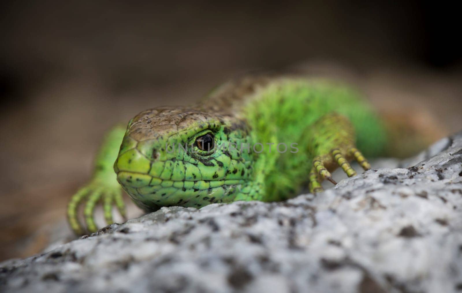 Lizard