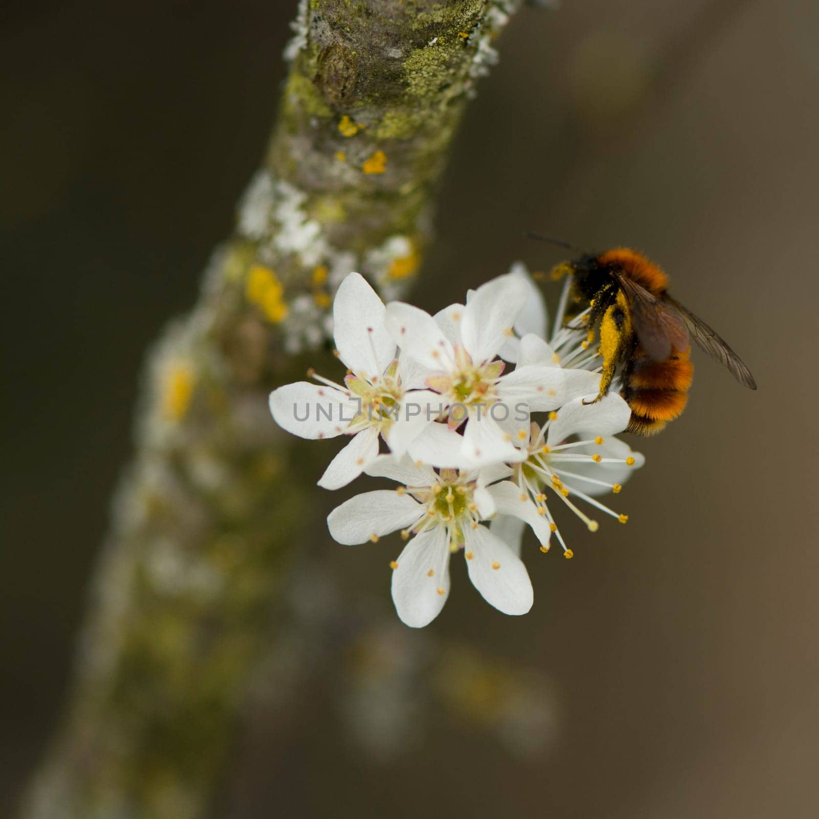 Red Sand Bee