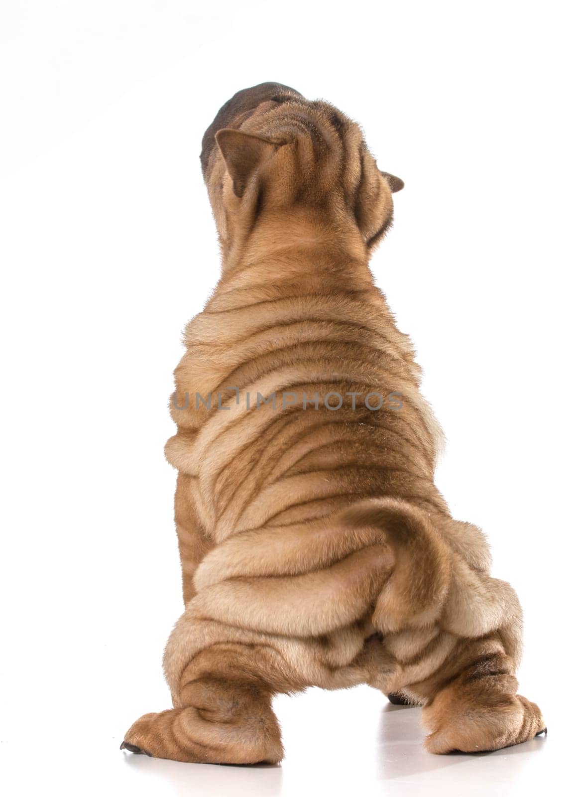 chinese shar pei puppy from the back with lots of wrinkles - 4 months old