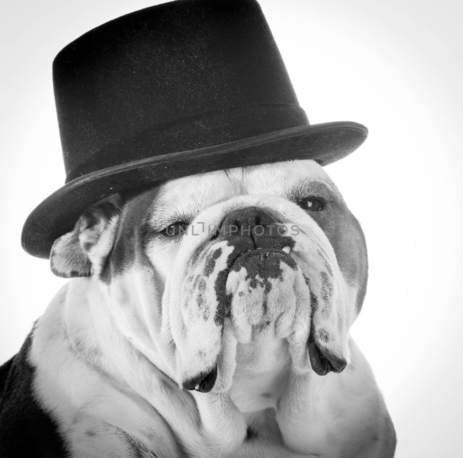 english bulldog wearing top hat