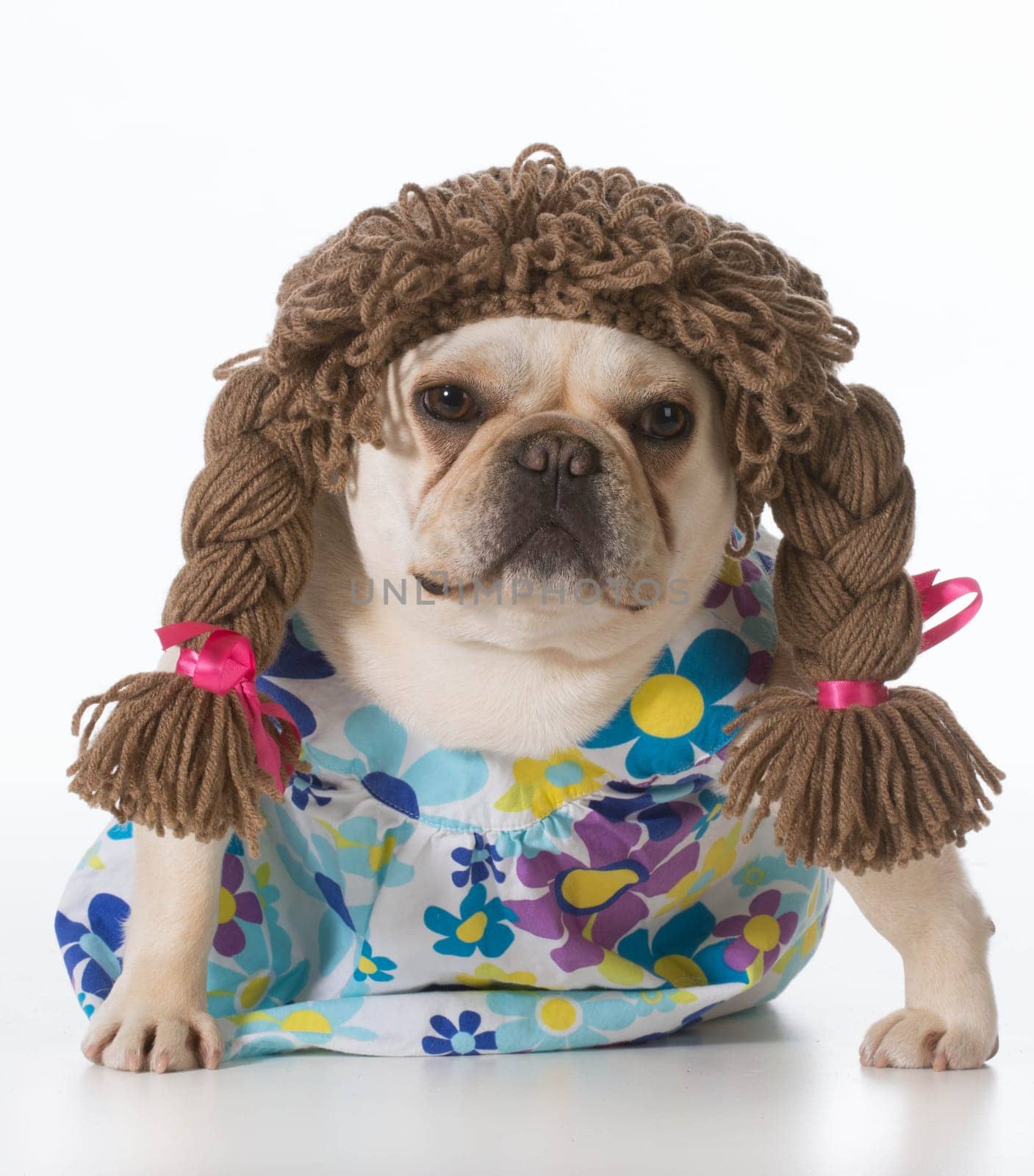 female french bulldog wearing pigtail wig