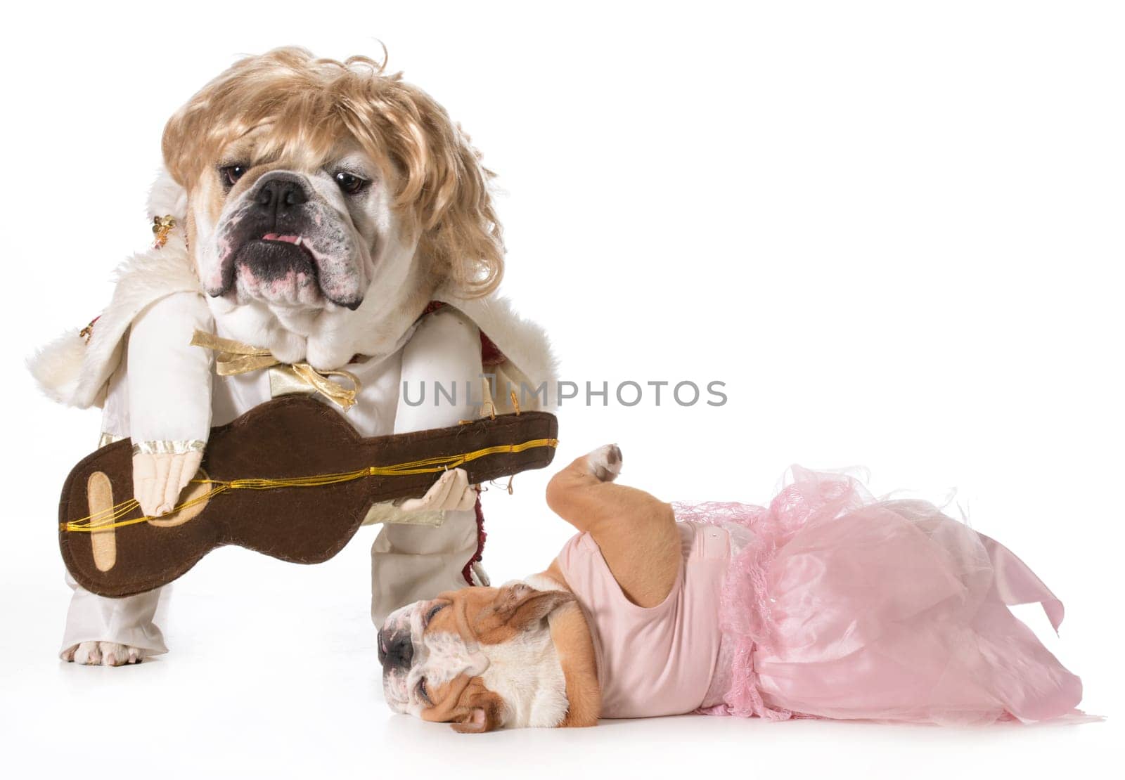 english bulldog wearing rock star costume with fan fainting at his feet