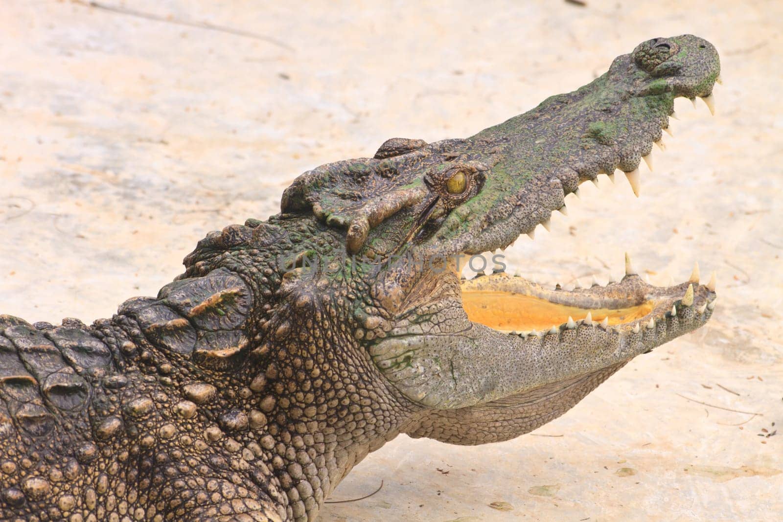 Close up Crocodiles in a farm, Thailand
