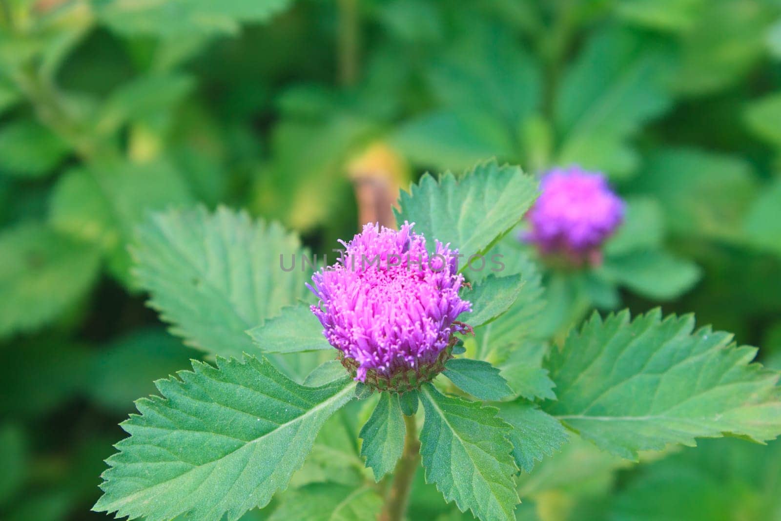 Purple Centratherum punctatum Cass flower with green leaf