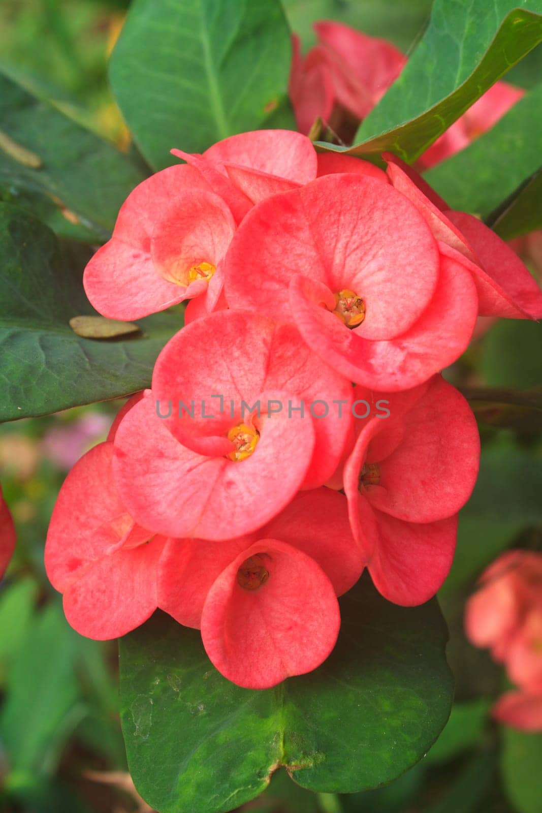 Crown of thorns flowers , Euphorbia milli Desmoul