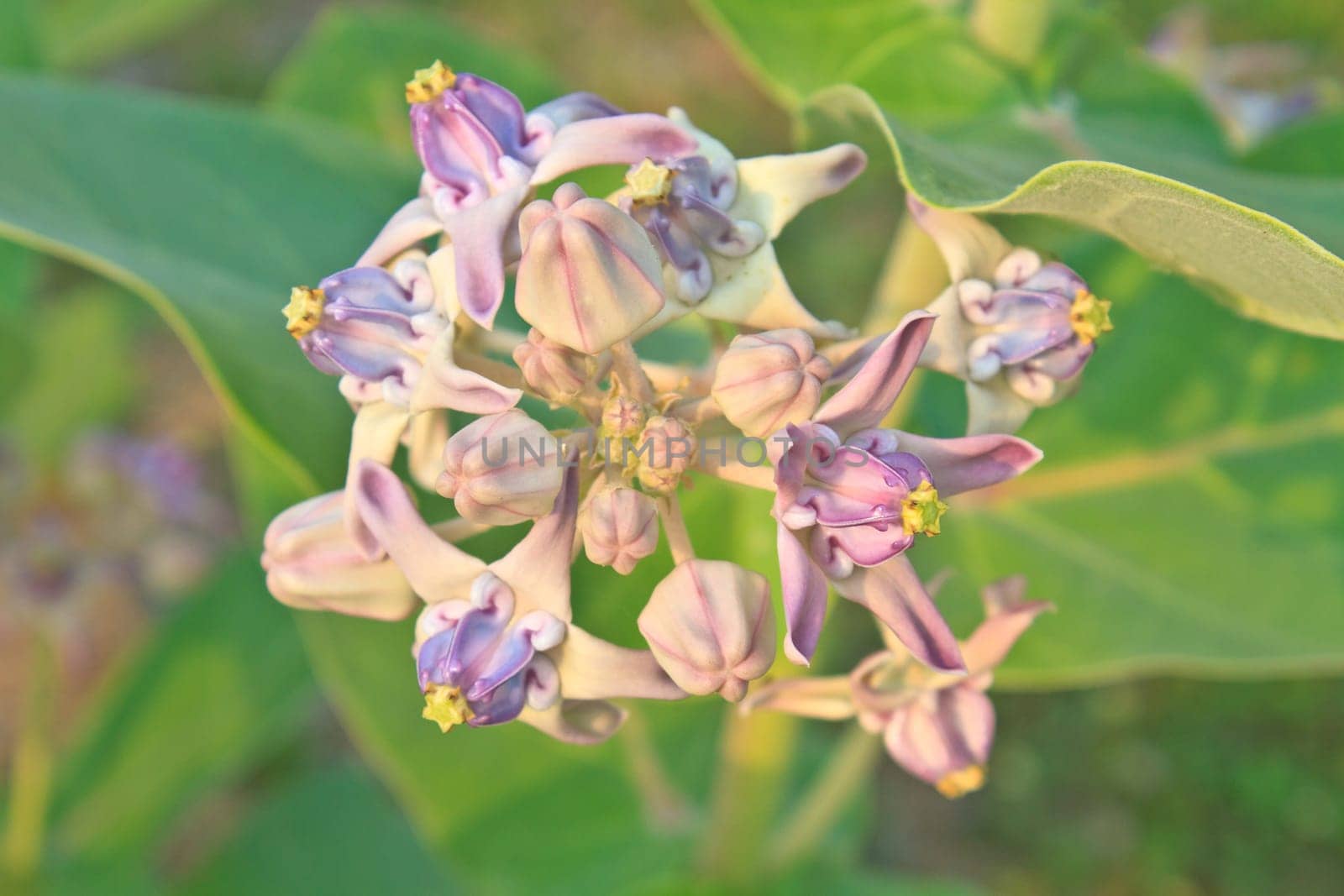 Colorful white and purple flower, Crown Flower, Giant Indian Milkweed, Gigantic Swallowwort (Calotropis gigantea)