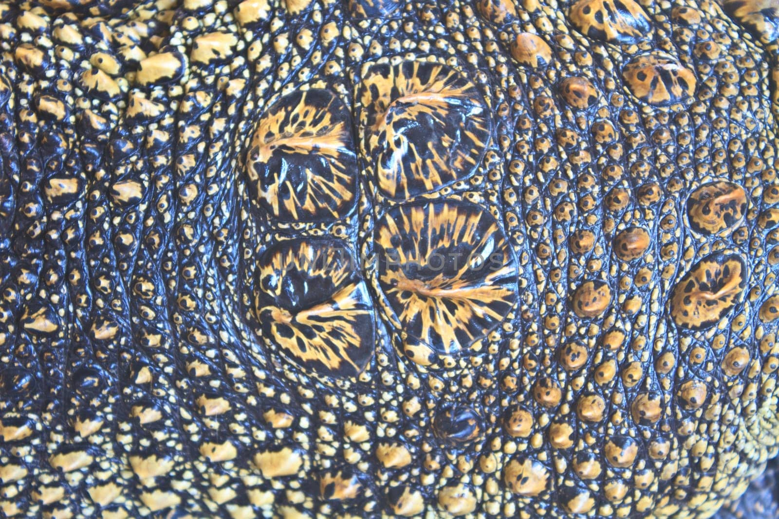 Crocodile skin texture, close up skin texture and background