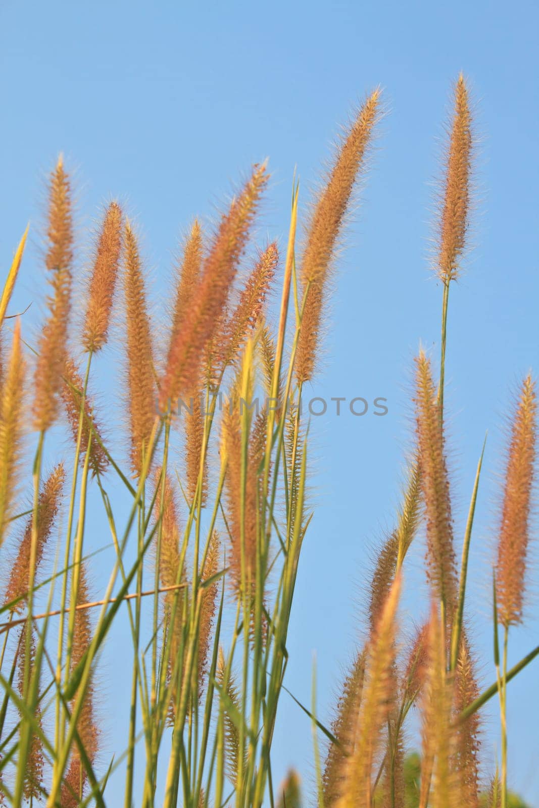 reeds of grass with blue sky background
