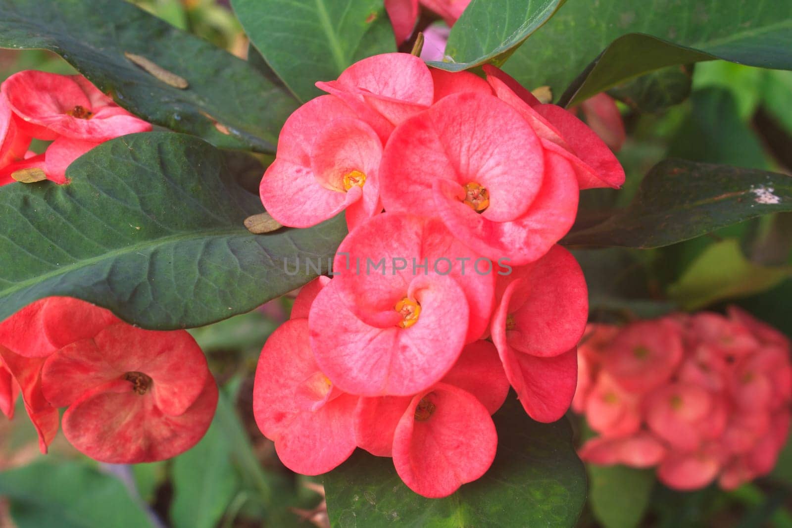 Crown of thorns flowers , Euphorbia milli Desmoul
