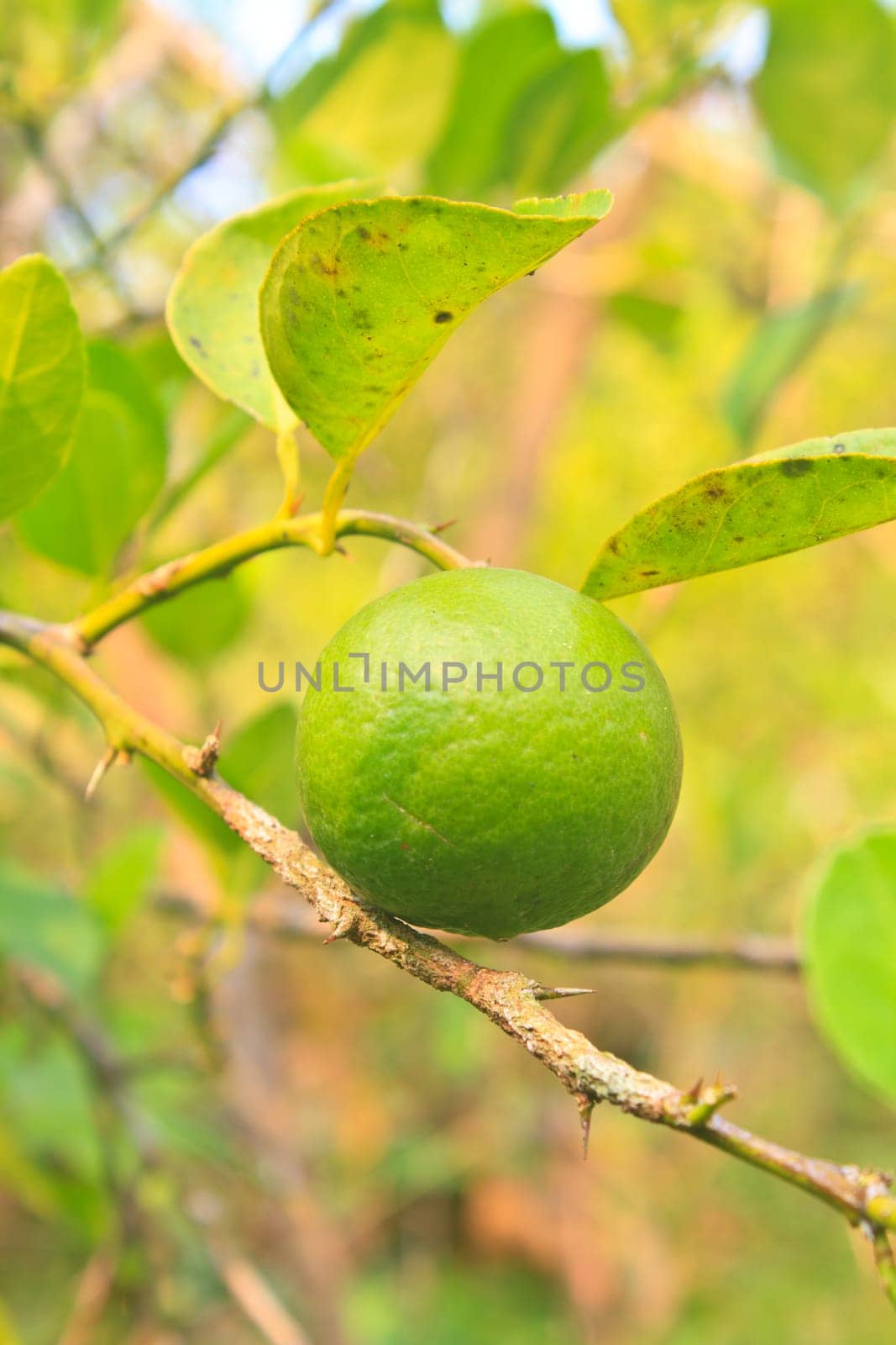 green lemon on the lemon tree in organic farm in Thailand