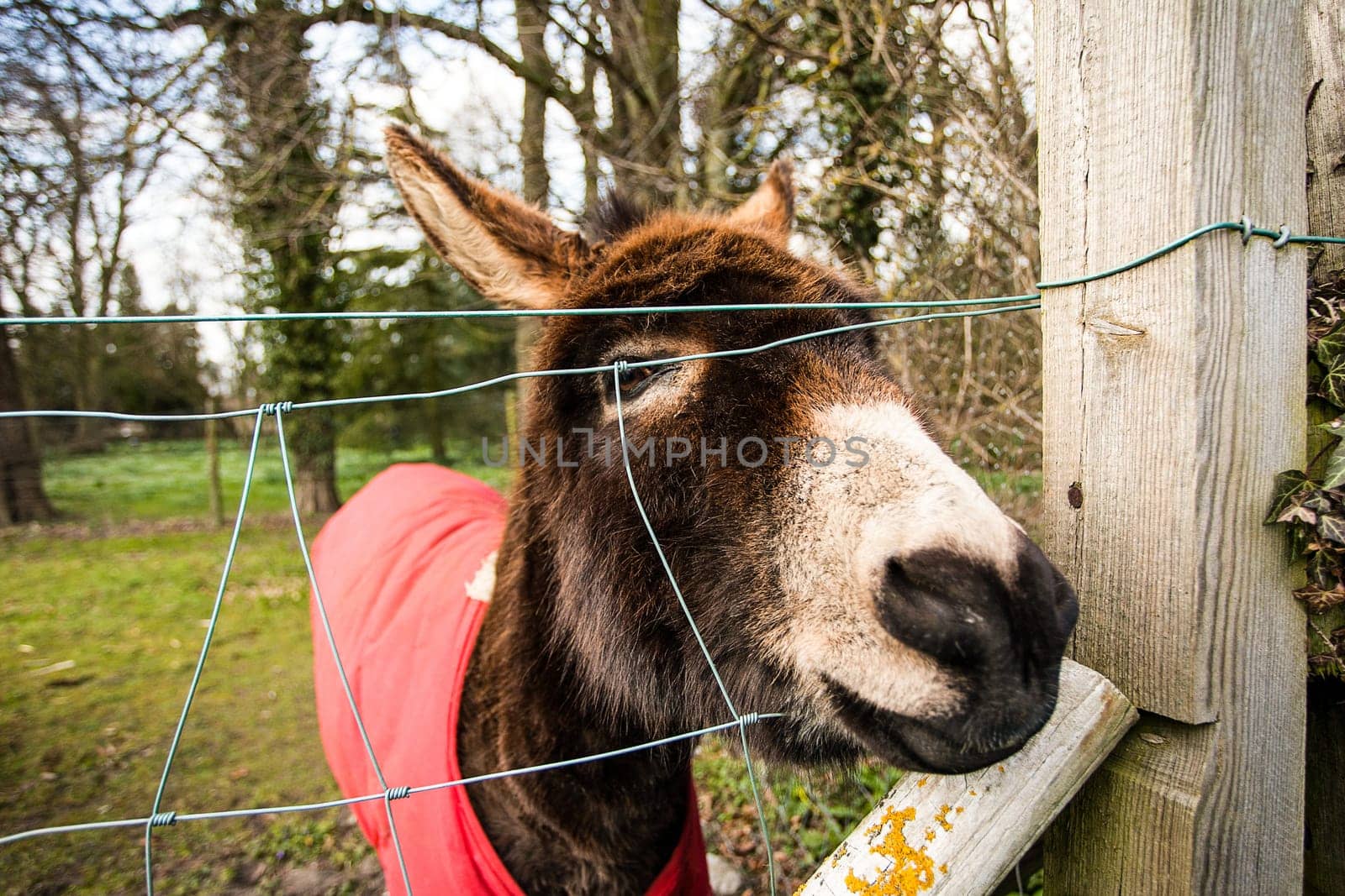 Close up of a donkey in a field.