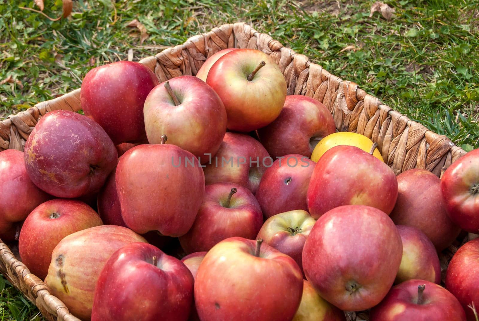 Wicker basket with red autumn organic apples on green grass