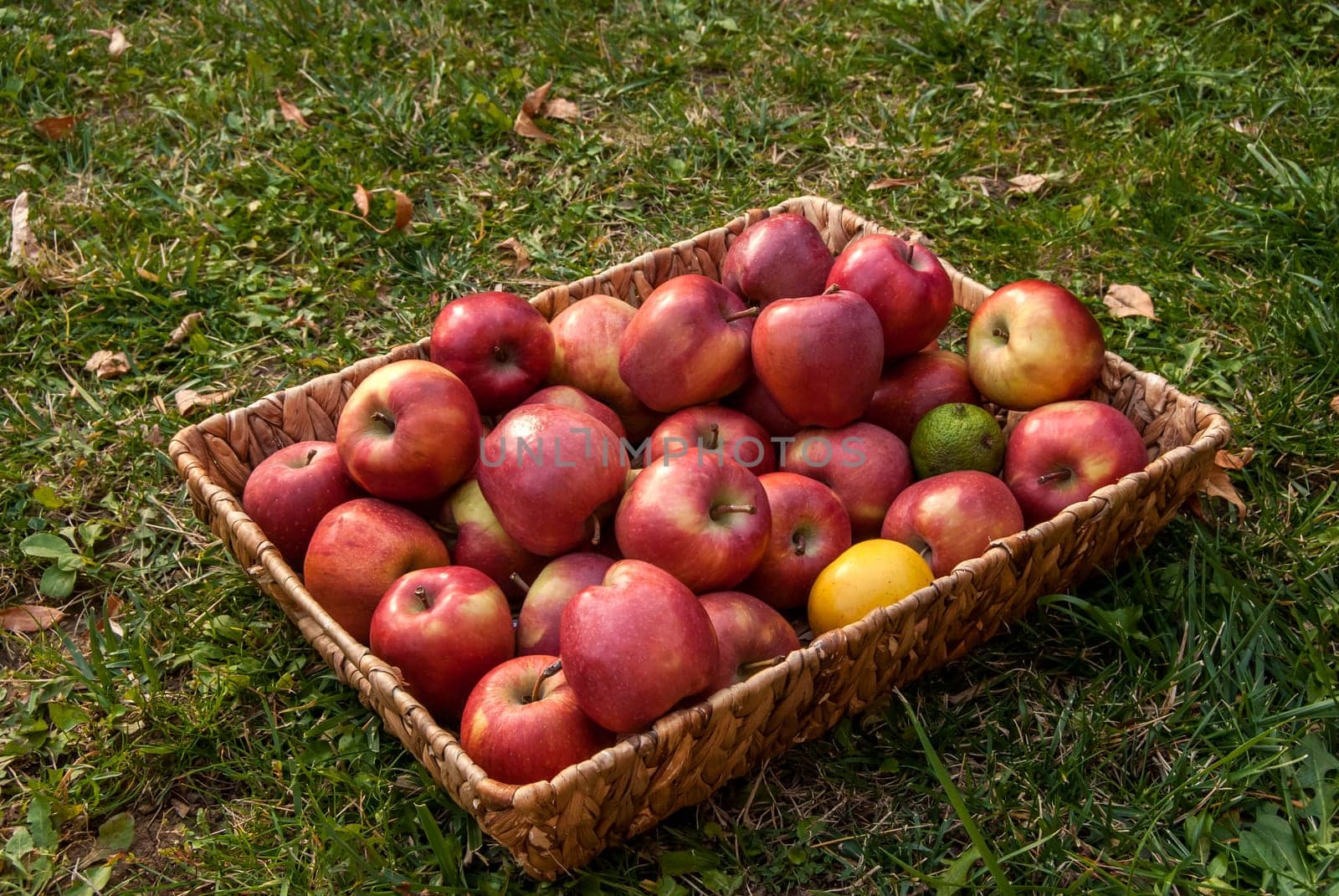 Wicker basket with red autumn organic apples on green grass