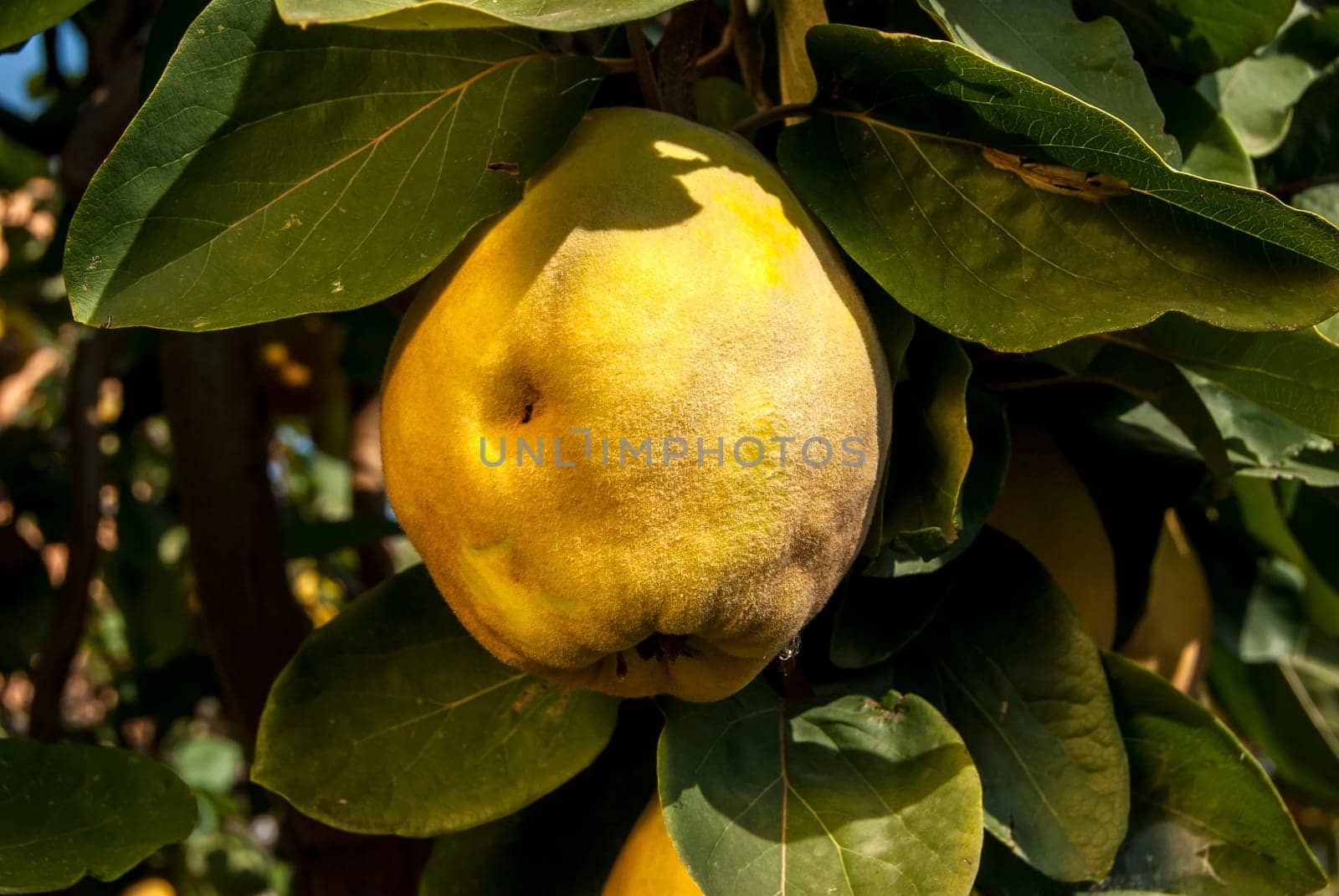 Fresh organic quince on tree branch in sunny day
