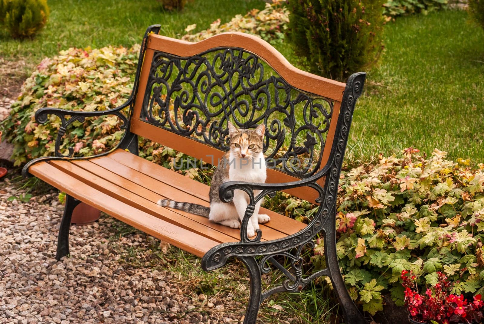 Cat sitting on garden bench in autumn