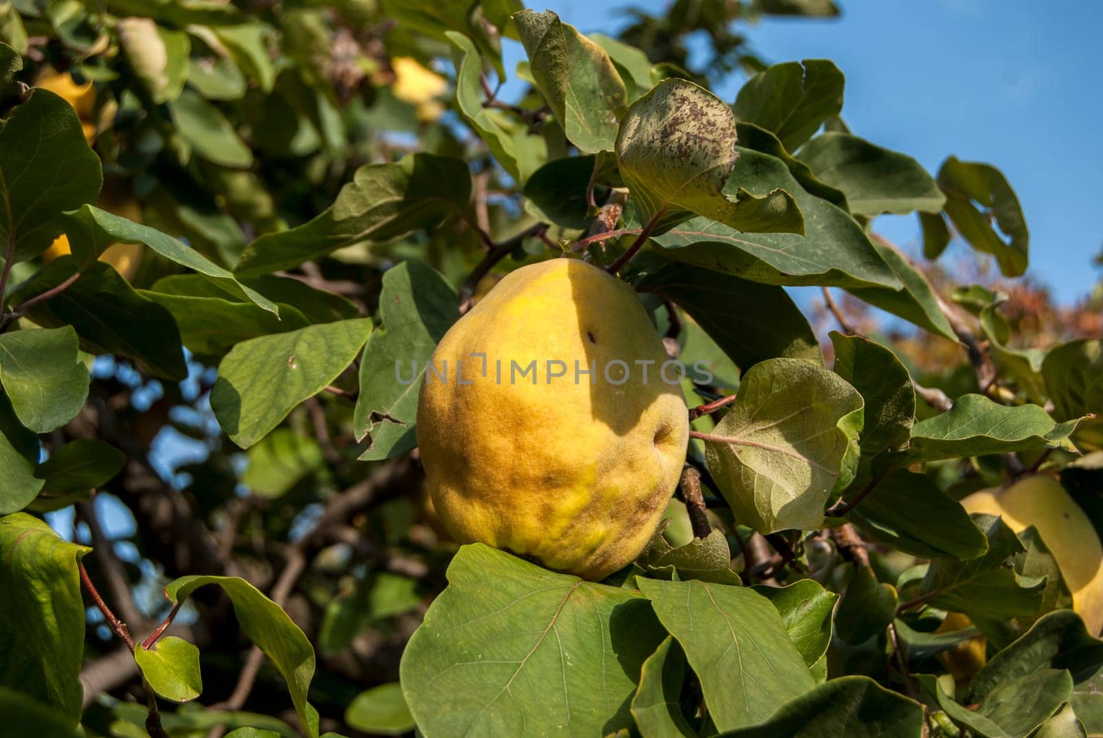 Fresh organic quince on tree branch in sunny day