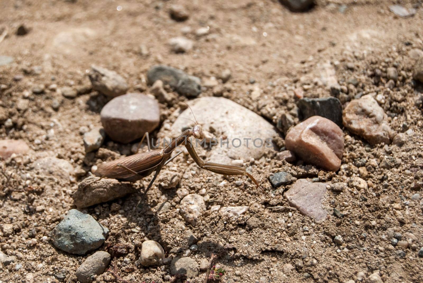 Brown praying mantis closeup on gravel sand ground