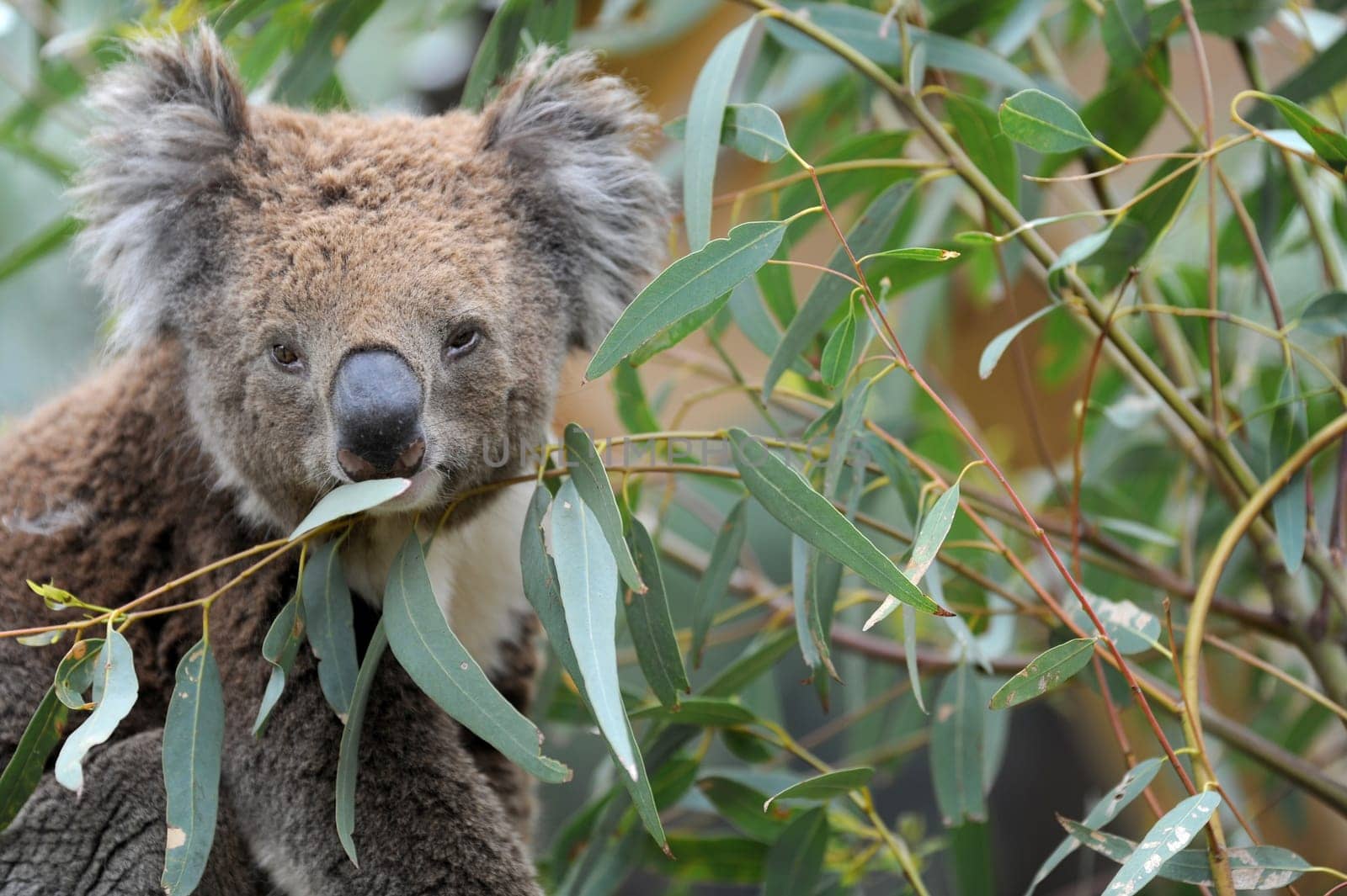 An Australian Koala in its natural habitat